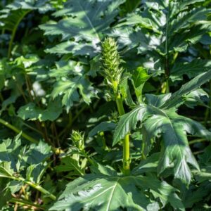ACANTHUS MOLLIS, ACANTHACEAE - PVS_13599