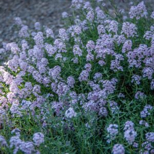 AETHIONEMA GRANDIFLORUM, BOISS & HOEN, BRASSICACEAE, REGIONE CAUCASICA - 7142