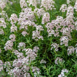 AETHIONEMA GRANDIFLORUM, BOISS & HOEN, BRASSICACEAE, REGIONE CAUCASICA - 7141