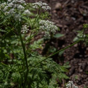 ANTHRISCUS SYLVESTRIS, CERFOGLIO AROMATICO, COW PARSLEY, APIACEAE, EUROPA, ASIA - 7153