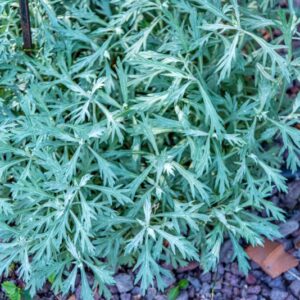 ARTEMISIA LUDOVICIANA, SILVER WORMWOOD, ASTERACEAE, NORD AMERICA - 7105