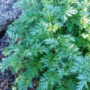 ARTEMISIA ABSINTHIUN, ASTERACEAE, EUROPA, ASIA, NORD AFRICA - 002