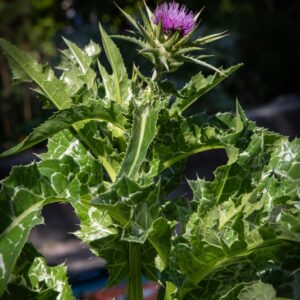 ASTERACEAE, CARDO MARIANO, EUROPA, L, NORD AFRICA, SILYBUM MARIANUM - 7107