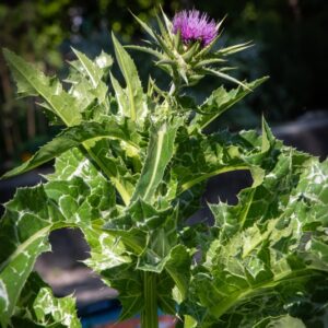 ASTERACEAE, CARDO MARIANO, EUROPA, L, NORD AFRICA, SILYBUM MARIANUM - 7108
