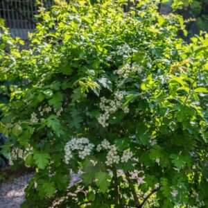 BIANCOSPINO COMUNE, HAWTHORN, CRATAEGUS MONOGYNA, L, JACQ, ROSACEAE - 7210
