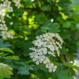 BIANCOSPINO COMUNE, HAWTHORN, CRATAEGUS MONOGYNA, L, JACQ, ROSACEAE - 7211