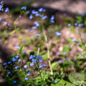 BRUNNERA MACROPHYLLA, ADAMS, I M JOHNST, JACK FROST, BORRAGINACEAE, CULTIVAR - 7219