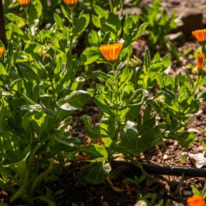 CALENDULA OFFICINALIS, L, FIORRANCIO COLTIVATO, POT MARIGOLD, ASTERACEAE, AREA MEDITERRANEA - 7163