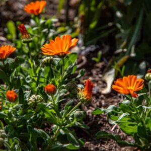 CALENDULA OFFICINALIS, L, FIORRANCIO COLTIVATO, POT MARIGOLD, ASTERACEAE, AREA MEDITERRANEA - 7164
