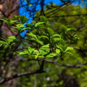 CALLICARPA JAPONICA, THUNB, CALLICARPA GIAPPONESE, GIAPPONE, VERBANACEAE - 7151