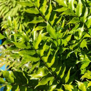 CYRTOMIM FALCATUM, DRYOPTERIDACEAE, GIAPPONE, CHINA, CINA, JAPAN - 7178