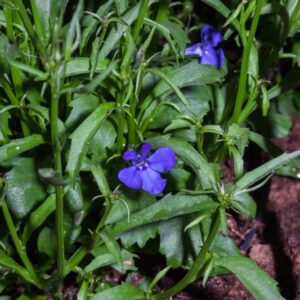 LOBELIA ERINUS - DARK BLUE  WHITE ANGEL - CAMPANULACEAE - 1604