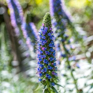 ECHIUM FASTUOSUM, BORAGINACEAE, ISOLA DI MADEIRA - 0006