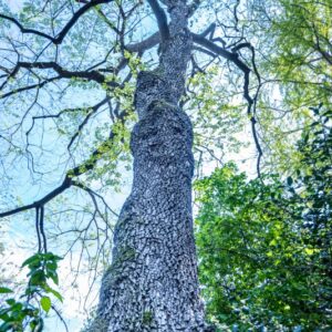 DIOSPYROS LOTUS, ALBERO DI S ANDREA, EBENACEAE, ASIA, ALBERO, BOTANICA - 0006