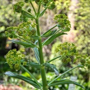 FERULA COMMUNIS, L, FEROLA, GIANT FENNEL, APIACEAE, AREA MEDITERRANEA - 7161