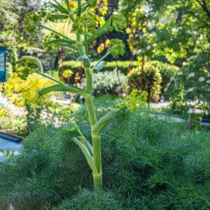 FERULA COMMUNIS, L, FEROLA, GIANT FENNEL, APIACEAE, AREA MEDITERRANEA - 7158