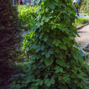 HUMULUS LUPULUS, L, LUPPOLO, HOP, EUROPA, ASIA, MAROCCO, CANNABACEAE - 7214