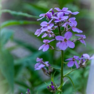 HESPERIS MATRONALIS, L, VIOLACIOCCA ANTONIANA - DAME'S VIOLET, BRASSICACEAE, SUD EUROPA - 7139