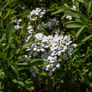 IBERIS SEMPERFLOREGNS, BRASSIACACEAE - 7131