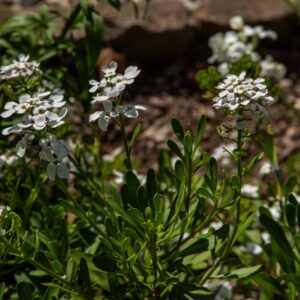 IBERIS SEMPERFLOREGNS, BRASSIACACEAE - 7132