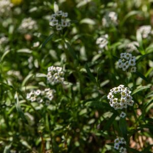 IBERIS SEMPERFLOREGNS, BRASSIACACEAE, LOBULARIA MARITIMA, L, ALISSO PROFUMATO, BRASSICACEAE, ZONA MEDITERRANEA - 7134