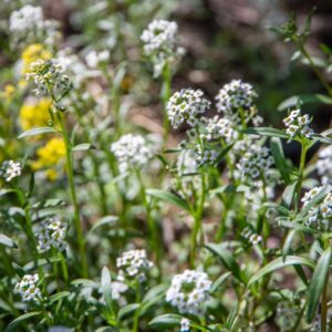 IBERIS SEMPERFLOREGNS, BRASSIACACEAE, LOBULARIA MARITIMA, L, ALISSO PROFUMATO, BRASSICACEAE, ZONA MEDITERRANEA - 7136