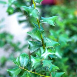 ILEX CORNUTA FURCATA, BOTANICA, AQUIFOLIACEAE - 0004