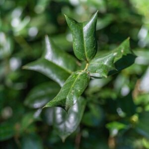 ILEX CORNUTA FURCATA, BOTANICA, AQUIFOLIACEAE - 0005