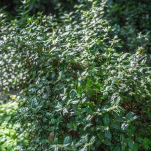 ILEX CORNUTA FURCATA, BOTANICA, AQUIFOLIACEAE - 0006