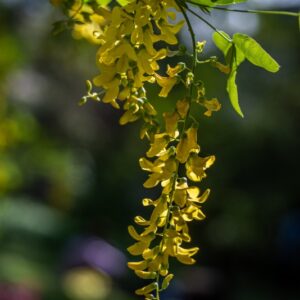 LABURNUM ANAGYROIDES, MEDIK, MAGGIOCIONDOLO, GOLDEN CHAIN TREE, FABACEAE, SUD EUROPA, BOTANICA - 0005