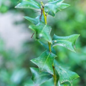 ILEX CORNUTA FURCATA, BOTANICA, AQUIFOLIACEAE - 0001