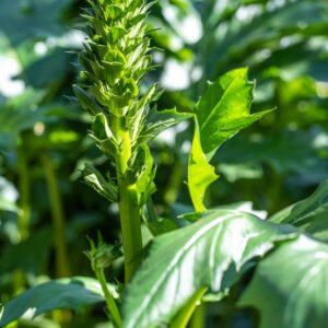 ACANTHUS MOLLIS, ACANTHACEAE - PVS_13639