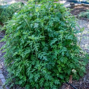 ARTEMISIA VERLOTIOTIORUM, ARTEMISIA DEI FRATELLI VERLOT, ASTERACEAE, EUROPA, ASIA - 7102