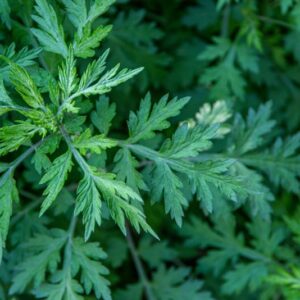 ARTEMISIA VERLOTIOTIORUM, ARTEMISIA DEI FRATELLI VERLOT, ASTERACEAE, EUROPA, ASIA - 7103