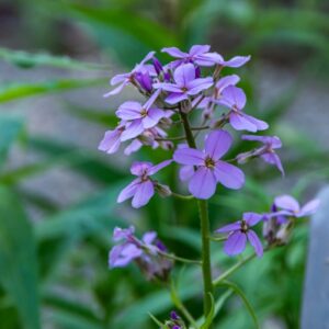 HESPERIS MATRONALIS, L, VIOLACIOCCA ANTONIANA - DAME'S VIOLET, BRASSICACEAE, SUD EUROPA - 7138
