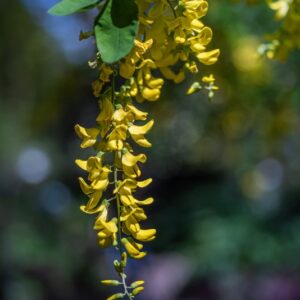 LABURNUM ANAGYROIDES, MEDIK, MAGGIOCIONDOLO, GOLDEN CHAIN TREE, FABACEAE, SUD EUROPA, BOTANICA - 0006