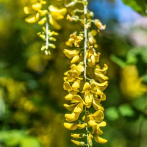 LABURNUM ANAGYROIDES, MEDIK, MAGGIOCIONDOLO, GOLDEN CHAIN TREE, FABACEAE, SUD EUROPA, BOTANICA - 0007
