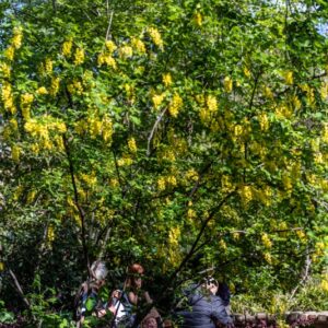 LABURNUM ANAGYROIDES, MEDIK, MAGGIOCIONDOLO, GOLDEN CHAIN TREE, FABACEAE, SUD EUROPA, BOTANICA - 0008