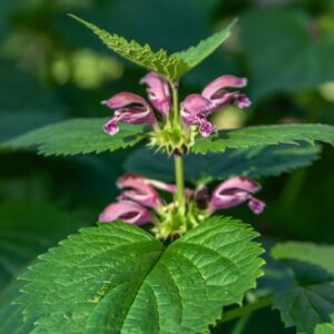 LAMIUM ORVALA, L, FALSA ORTICA MAGGIORE, LAMIACEAE, ALPI ORIENTALI - 3410