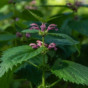 LAMIUM ORVALA, L, FALSA ORTICA MAGGIORE, LAMIACEAE, ALPI ORIENTALI - 3411
