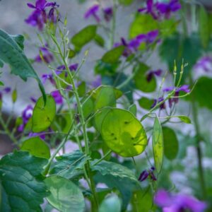 LUNARIA ANNUA, L, MONETE DEL PAPA, MONEYWORT, BRASSICACEAE, ITALIA, FRANCIA, SPAGNA, SVIZZERA - 7144