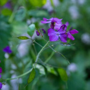 LUNARIA ANNUA, L, MONETE DEL PAPA, MONEYWORT, BRASSICACEAE, ITALIA, FRANCIA, SPAGNA, SVIZZERA - 7145