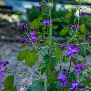 LUNARIA ANNUA, L, MONETE DEL PAPA, MONEYWORT, BRASSICACEAE, ITALIA, FRANCIA, SPAGNA, SVIZZERA - 7146