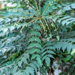 MAHONIA JAPONICA, BERBERIDACEAE, GIAPPONE, BOTANICA - 0002