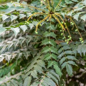 MAHONIA JAPONICA, BERBERIDACEAE, GIAPPONE, BOTANICA - 0001
