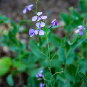MORICANDIA ARVENSIS, L, DC, BRASSICACEAE, SUD EUROPA, NORD AFRICA - 7148