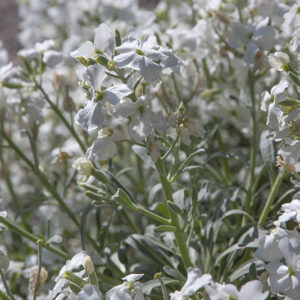 MATTHIOLA INCANA -L-T- AITON - VIOLACIOCCA - BRASSICACEAE - 7129
