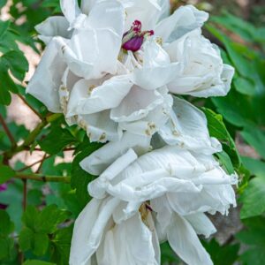 PAEONIA ARBOREA, DONN,  PAEONIA ARBOREA, PAEONIACEAE, CHINA, CINA - 7197