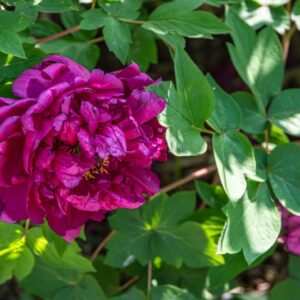 PAEONIA SUFFRUTICOSA, ANDREWS,  ROSSA DI LUOYANG, PAEONIACEAE, CULTIVAR - 7199