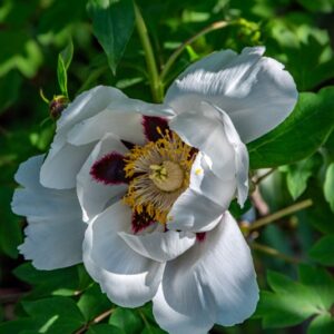 PAEONIA ROCKII, S G HAEW  LAUENER, J J LI EX D Y HONG,  LOTO BIANCO E PORPORA, PAEONIACEAE, CULTIVAR - 7201